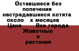 Оставшиеся без попечения, настрадавшиеся котята, около 2-х месяцев,   › Цена ­ 1 - Все города Животные и растения » Кошки   . Тверская обл.,Нелидово г.